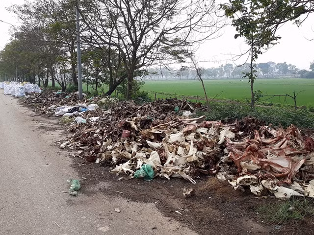 Để vào được ruộng nhà mình, nhiều hộ dân đã phải trèo lên những đống xương như thế này.