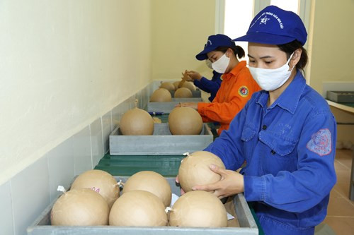 Sản xuất pháo hoa tại Nhà máy Z121.