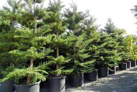 Kỹ thuật trồng cây bách tán mang trường tồn cho gia chủ. Ảnh minh họa Kỹ thuật trồng cây bách tán mang trường tồn cho gia chủ. Ảnh minh họa