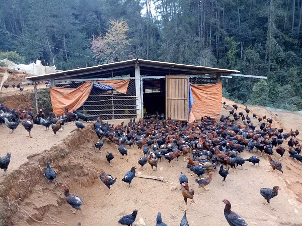 Khu chăn nuôi gà của ông Hua