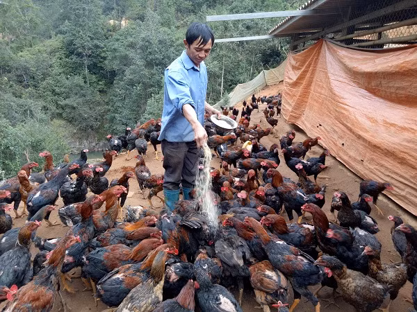 Đàn gà nòi ô tía của ông Hua phát triển rất tốt, con nào con nấy to khỏe, ít bệnh tật.Thức ăn cho gà chủ yếu là cám ngô trộn với cây chuối thái nhỏ, thêm một ít rau xanh.