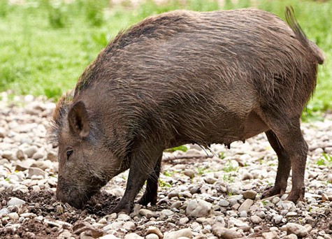 Thịt lợn mán của vùng núi Tây Bắc là một món đặc sản được nhiều người yêu thích đặc biệt vào dịp Tết. Thịt lợn mán của vùng núi Tây Bắc là một món đặc sản được nhiều người yêu thích đặc biệt vào dịp Tết.