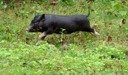 Nhu cầu tăng coa vào dịp Tết khiến thịt lợn mán được làm giả tràn lan Nhu cầu tăng coa vào dịp Tết khiến thịt lợn mán được làm giả tràn lan
