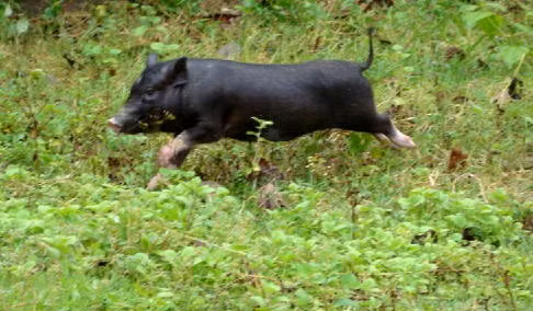 Nhu cầu tăng coa vào dịp Tết khiến thịt lợn mán được làm giả tràn lan