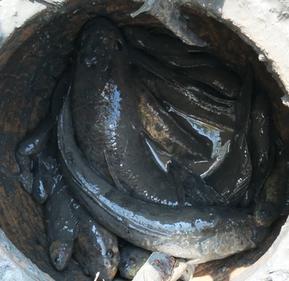 Thành quả sau một đêm bẫy cá bằng hầm. (Ảnh: CL). Thành quả sau một đêm bẫy cá bằng hầm. (Ảnh: CL).