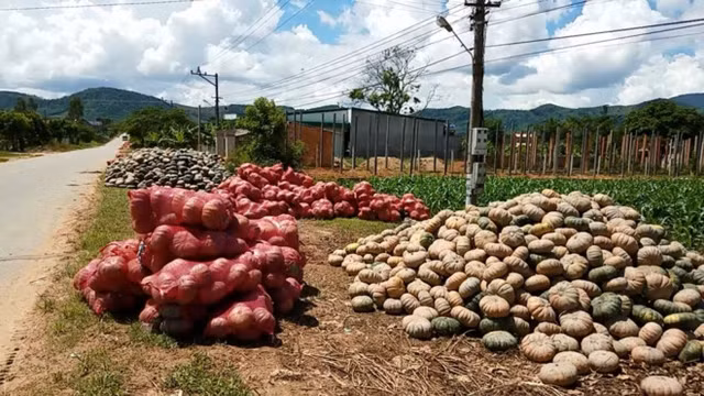 Bí đỏ cũng là nông sản rơi vào tình cảnh được mùa mất giá khi giá chỉ còn 800-1.200 đồng/kg và chỉ những trái có trọng lượng trên 3kg, tròn đẹp thì mới có giá 2.000 đồng/kg. Ảnh: vnnews360.