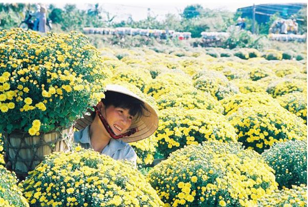 Không chỉ là miệt vườn trái cây khổng lồ, Cái Mơn còn là thiên đường hoa kiểng với các loại hoa truyền thống như: vạn thọ, hoa giấy, cúc đại đóa, cúc mâm xôi, thược dược, cẩm chướng...Ảnh: Vietfuntravel.