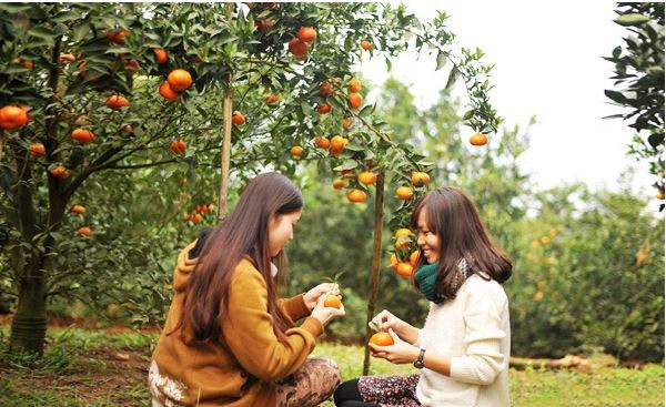 Trong đó, vựa trái cây Cái Mơn được xem địa điểm không thể bỏ qua khi đến Chợ Lách. Ảnh: Vietfuntravel.