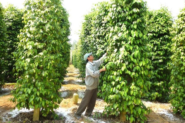 Hiện giá tiêu vẫn chưa có dấu hiệu phục hồi khiến người trồng tiêu lo lắng. Ảnh baocongthuong.