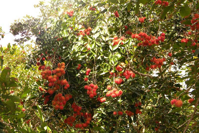 Những vườn chôm chôm đang vào thời điểm chín rộ, đỏ rực cả khu vườn. Ảnh: Miennamvui. Những vườn chôm chôm đang vào thời điểm chín rộ, đỏ rực cả khu vườn. Ảnh: Miennamvui.