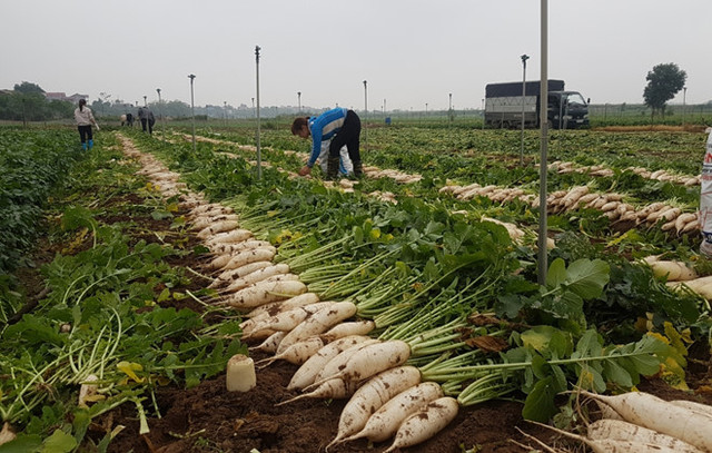 Cùng chung tình cảnh với dưa hấu là củ cải. Nếu như trước Tết, mỗi kg củ cải có giá khoảng 14.000 đồng/kg thì sau Tết, giá củ cải giảm sâu chỉ còn từ 2.000 đồng - 4.000 đồng. Cũng như dưa hấu, củ cải cũng được người tiêu dùng chung tay mua "giải cứu". Ảnh: baogiaothong.