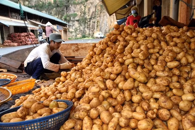 Giá khoai tây tại các tỉnh phía Bắc cũng giảm 6 lần so với trước đó, chỉ còn 3.000 đồng - 4.000 đồng/kg. Ảnh blogspot.