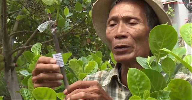 Nhờ bán mít trái và cây giống, ông Út Mẫn thu được trên 1 tỷ đồng mỗi năm. Ảnh: Blogspot.