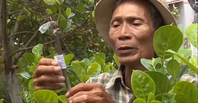 Nhờ bán mít trái và cây giống, ông Út Mẫn thu được trên 1 tỷ đồng mỗi năm. Ảnh: Blogspot.