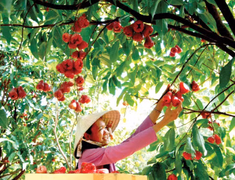 Những trái mận chín đỏ. Ảnh: Dulich24h.