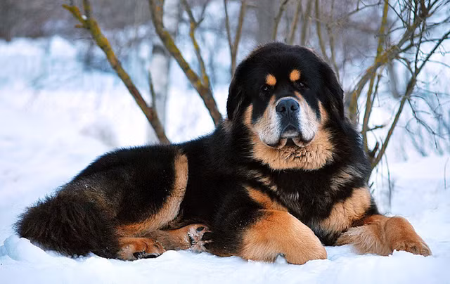 Bo tien san thu du lam thu cung, coi chung hiem hoa bua vay-Hinh-6