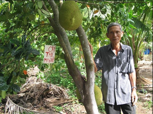 Năm 2010, giống mít của ông Mẫn đạt giải nhất Hội thi trái cây ngon - an toàn Nam Bộ và chính thức được đặt với tên gọi mít không hạt Ba Láng. Ảnh: Imgur