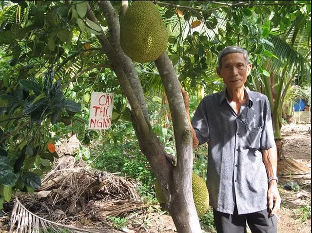 Năm 2010, giống mít của ông Mẫn đạt giải nhất Hội thi trái cây ngon - an toàn Nam Bộ và chính thức được đặt với tên gọi mít không hạt Ba Láng. Ảnh: Imgur