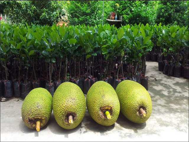 Giống mít không hạt ông Út Mẫn trồng có nguồn gốc từ Myanmar, giá bán 50.000 đồng/kg, cao hơn mít thường. Ảnh: Blogspot.