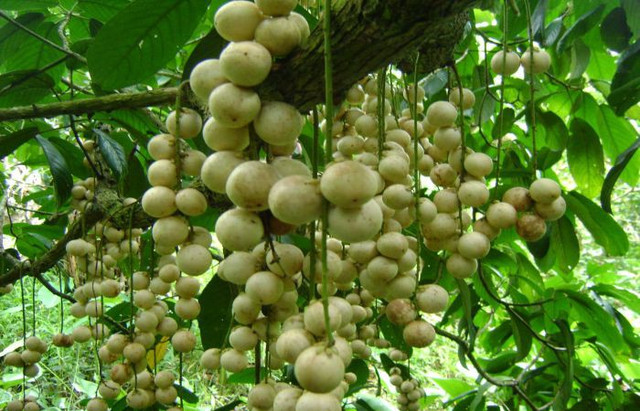 Vườn dâu sai trĩu quả, thích mắt. Ảnh: Nguoisaigon. Vườn dâu sai trĩu quả, thích mắt. Ảnh: Nguoisaigon.