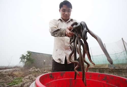 Khu nuôi thả rắn mòng bán tự nhiên của anh Phạm Ngọc Tĩnh (33 tuổi) nằm giữa cánh đồng ở thôn Tu Lễ (Kim Đường, Ứng Hòa, Hà Nội) có diện tích 350m2, thả hơn 2.700 con rắn lớn nhỏ các loại. Ảnh: Dân Việt. Khu nuôi thả rắn mòng bán tự nhiên của anh Phạm Ngọc Tĩnh (33 tuổi) nằm giữa cánh đồng ở thôn Tu Lễ (Kim Đường, Ứng Hòa, Hà Nội) có diện tích 350m2, thả hơn 2.700 con rắn lớn nhỏ các loại. Ảnh: Dân Việt.