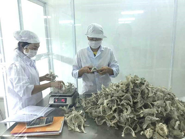 Công nhân đang kiểm tra, sơ chế tổ yến thô tại TP.HCM. Ảnh: QUANG HUY Công nhân đang kiểm tra, sơ chế tổ yến thô tại TP.HCM. Ảnh: QUANG HUY