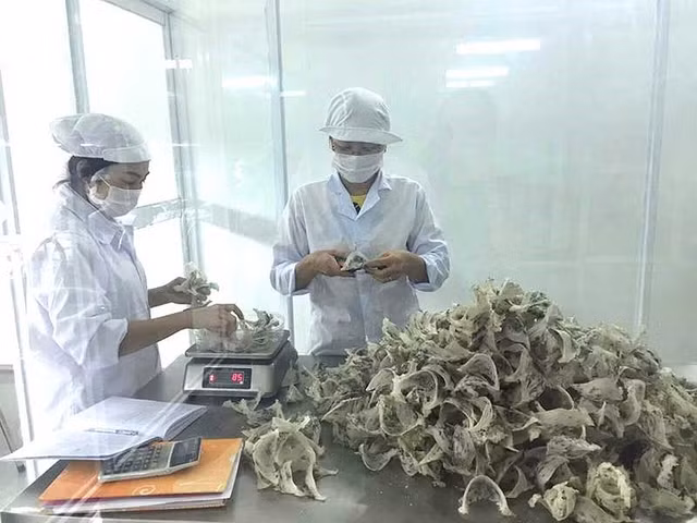 Công nhân đang kiểm tra, sơ chế tổ yến thô tại TP.HCM. Ảnh: QUANG HUY