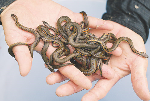 Theo anh Tĩnh, sau 13 năm, gần 20 lần thất bại trong các mô hình nuôi rắn mòng anh đã thành công với cách nuôi thả bán bán tự nhiên, khởi đầu từ gần 20 con giống bắt ngoài tự nhiên. Ảnh: Dân Việt. Theo anh Tĩnh, sau 13 năm, gần 20 lần thất bại trong các mô hình nuôi rắn mòng anh đã thành công với cách nuôi thả bán bán tự nhiên, khởi đầu từ gần 20 con giống bắt ngoài tự nhiên. Ảnh: Dân Việt.