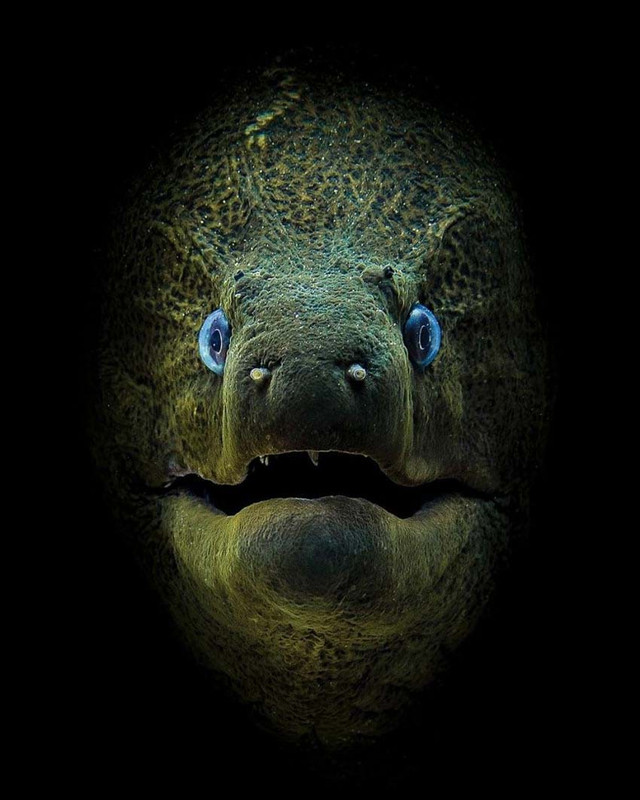 Vẻ đẹp diệu kỳ từ thế giới đại dương gây choáng ngợp Ve dep dieu ky tu the gioi dai duong gay choang ngop