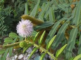 Điều ít biết về trinh nữ đầm lầy, gây hại lớn nhất ở VN Dieu it biet ve trinh nu dam lay, gay hai lon nhat o VN