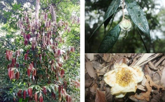 Trà mi Hà Tĩnh (Camellia hatinhensis) - (Ảnh: Việt Hùng). Trà mi Hà Tĩnh (Camellia hatinhensis) - (Ảnh: Việt Hùng).