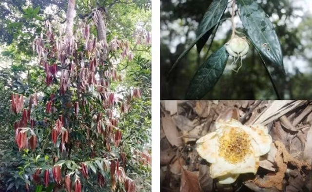 Trà mi Hà Tĩnh (Camellia hatinhensis) - (Ảnh: Việt Hùng).