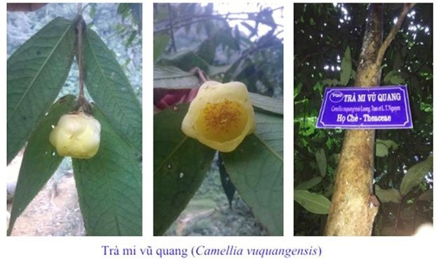 Cây và hoa trà mi Vũ Quang (Camellia vuquangensis) - (Ảnh: Việt Hùng). Cây và hoa trà mi Vũ Quang (Camellia vuquangensis) - (Ảnh: Việt Hùng).