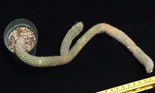 Điều không ngờ về loài xương rồng dị dạng, giá hàng tỷ đồng Dieu khong ngo ve loai xuong rong di dang, gia hang ty dong