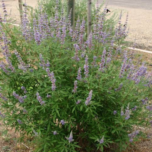 Gần đây, không ít chị em thích trồng cây bạo tay đặt mua chậu trinh nữ Địa Trung Hải về làm cảnh dù giá không hề rẻ. Ảnh: Planfor. Gần đây, không ít chị em thích trồng cây bạo tay đặt mua chậu trinh nữ Địa Trung Hải về làm cảnh dù giá không hề rẻ. Ảnh: Planfor.