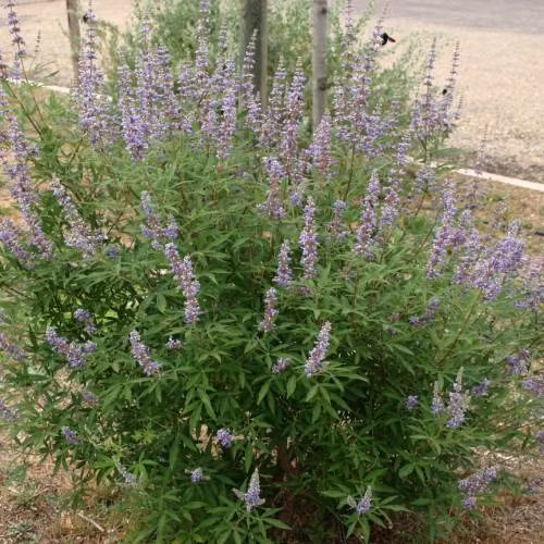 Gần đây, không ít chị em thích trồng cây bạo tay đặt mua chậu trinh nữ Địa Trung Hải về làm cảnh dù giá không hề rẻ. Ảnh: Planfor.