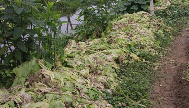 Sau Tết, nhiều cánh đồng rau xanh ở Nghệ An rơi vào cảnh phải nhổ bỏ đi vì ế ẩm. Ảnh: Baonghean. Sau Tết, nhiều cánh đồng rau xanh ở Nghệ An rơi vào cảnh phải nhổ bỏ đi vì ế ẩm. Ảnh: Baonghean.