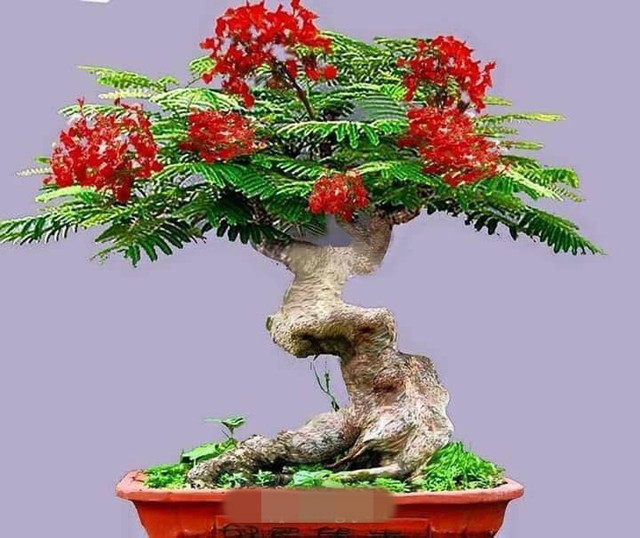 Chậu bonsai hoa phượng đỏ sở hữu thân gồ ghề, mang tính thẩm mỹ cao. Ảnh: FB ông già hải phòng. Chậu bonsai hoa phượng đỏ sở hữu thân gồ ghề, mang tính thẩm mỹ cao. Ảnh: FB ông già hải phòng.