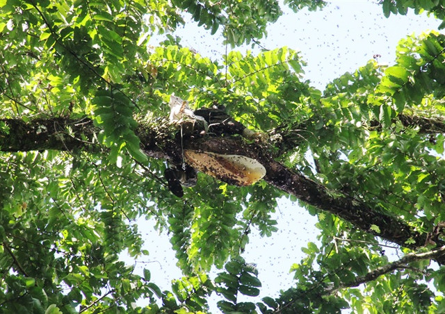 Đến mùa ong làm mật, người dân Bh’noong (huyện Phước Sơn, tỉnh Quảng Nam) lại rủ nhau lên rừng hành nghề săn mật ong. Ảnh: Kienthucgiadinhso28.