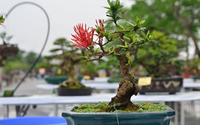Bộ sưu tập bonsai mẫu đơn độc lạ, đẹp hút mắt Bo suu tap bonsai mau don doc la, dep hut mat