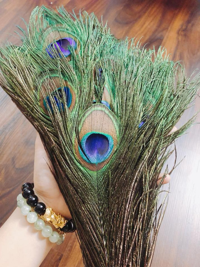 Lông công phong thủy Ấn Độ cầu may bán tràn chợ mạng Long cong phong thuy An Do cau may ban tran cho mang