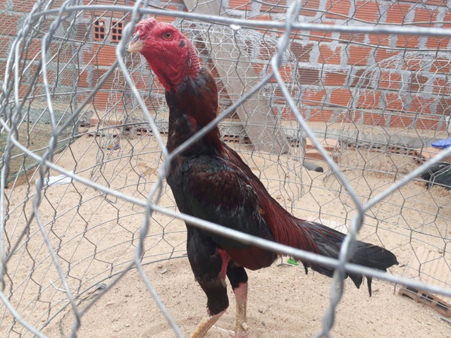 Gà chiến tại trường gà ông trùm Lượm ở Krông Pa (Gia Lai). Gà chiến tại trường gà ông trùm Lượm ở Krông Pa (Gia Lai).