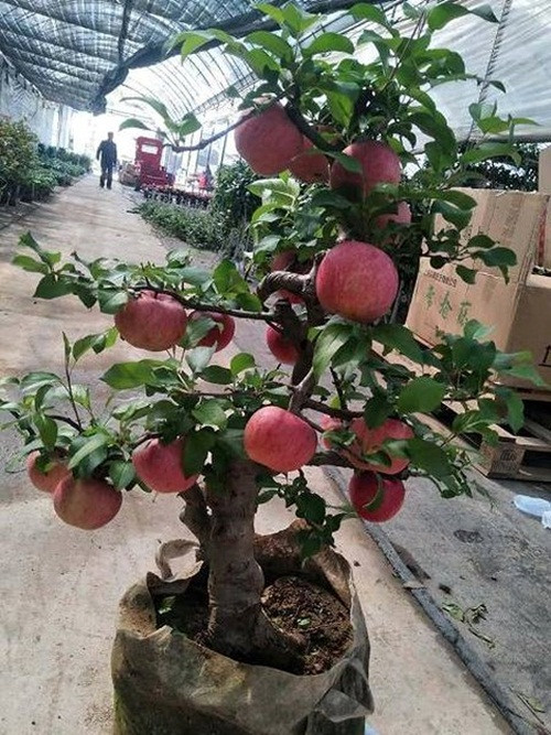 Táo cảnh dao động từ 4,5- 6 triệu đồng cây. Táo cảnh dao động từ 4,5- 6 triệu đồng cây.