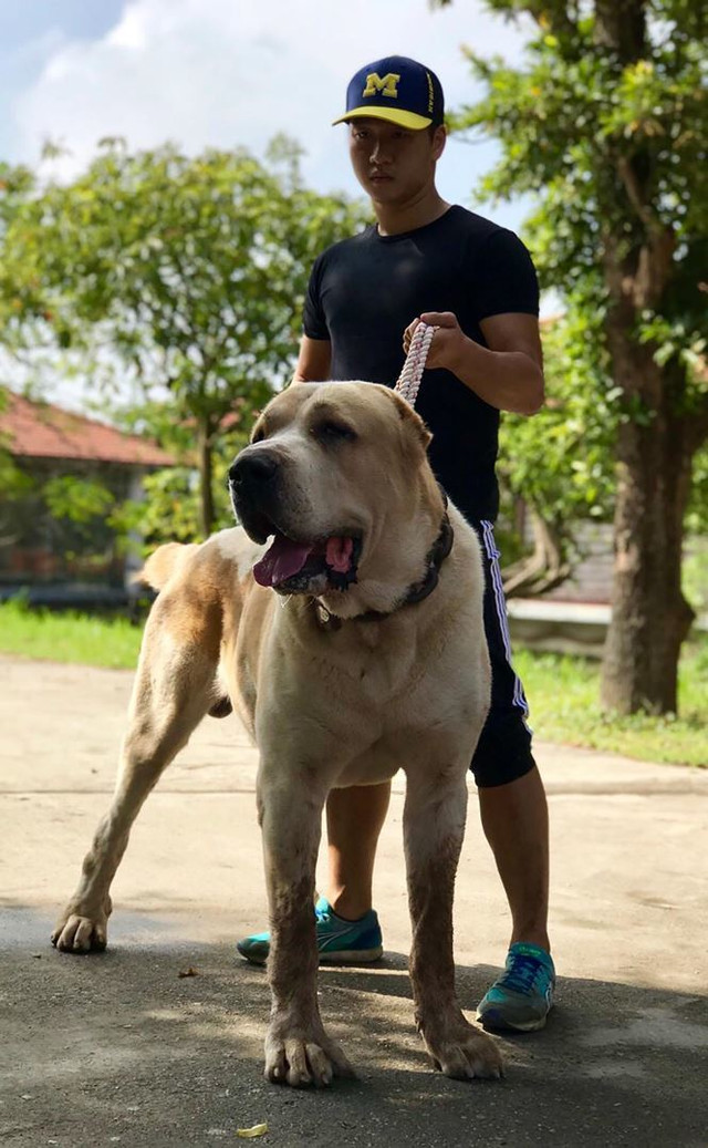 Thú chơi "siêu khuyển" khổng lồ của người Hà Nội - Hình 2 Thu choi