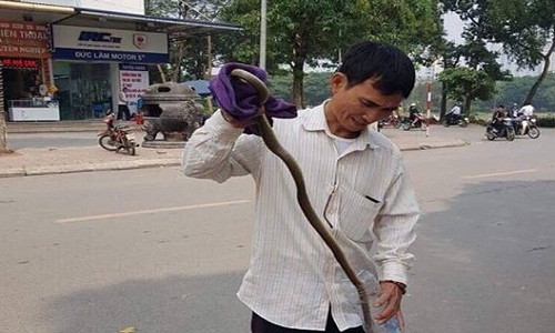 Con rắn được ông Lai bắt được. Ảnh Faceboook Con rắn được ông Lai bắt được. Ảnh Faceboook