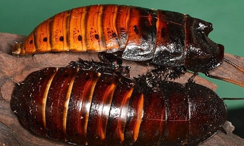 Theo nguồn tin trên tờ Dailymail, gần đây, giới đại gia ở Australia đang rộ lên phong trào nuôi gián khổng lồ làm thú cưng. Ảnh: DM. Theo nguồn tin trên tờ Dailymail, gần đây, giới đại gia ở Australia đang rộ lên phong trào nuôi gián khổng lồ làm thú cưng. Ảnh: DM.