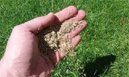 Ảnh minh họa. Ảnh minh họa.