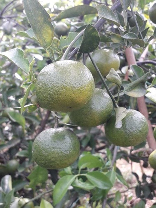 Ghé thăm vườn quýt tiến vua nổi danh cố đô Huế Ghe tham vuon quyt tien vua noi danh co do Hue