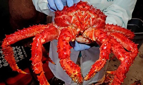 Cua Hoàng đế được bán với giá đắt đỏ, nhưng có thể chúng chẳng phải xuất xứ từ Alaska (Ảnh: Internet)