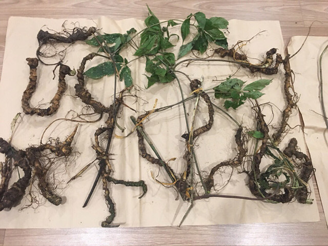 Choáng bộ sưu tập nhân sâm quý giá tiền tỷ của đại gia Hà thành - Hình 5 Choang bo suu tap nhan sam quy gia tien ty cua dai gia Ha thanh-Hinh-5